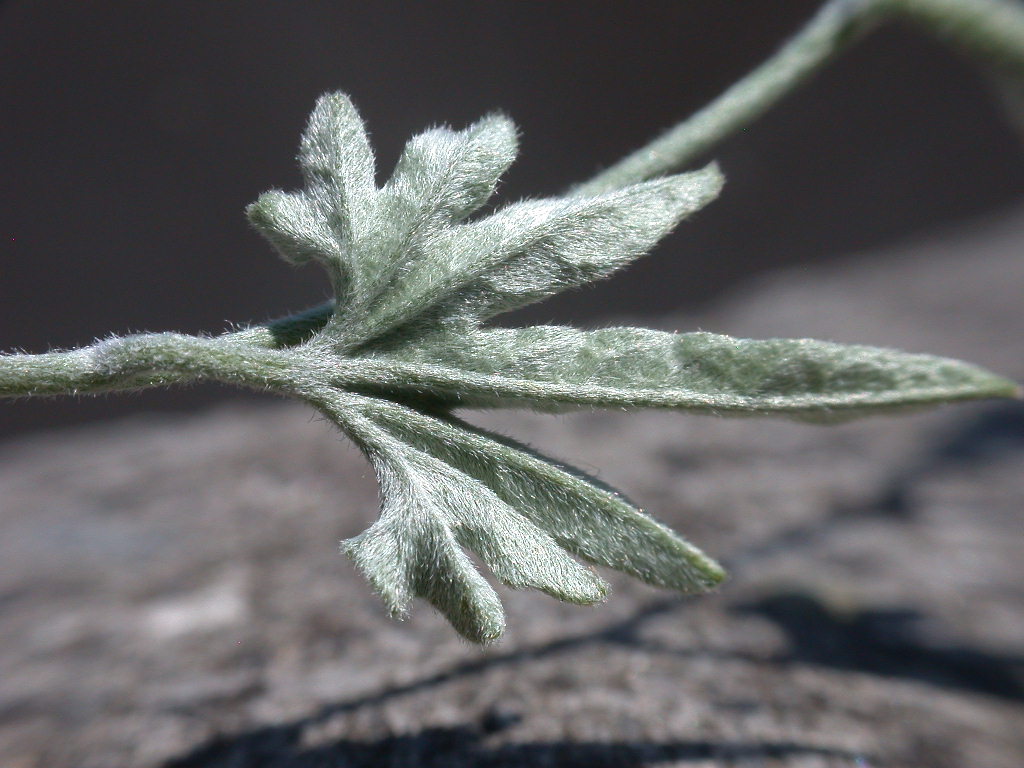 Convolvulus elegantissimus / Vilucchio elegantissimo (quiz)